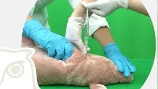 CSL: Blutentnahme beim Ferkel