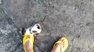 Hapi my Cat 😺 | ⚜️ PET ZONE ⚜️