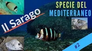 FISHING at SARAGO - # 2 - Mediterranean species (Recognizing them)