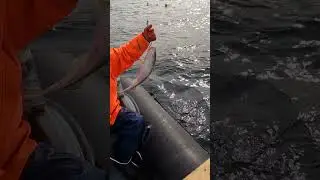 мамонтята идут в лодку