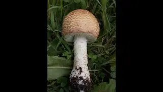 Шампиньон августовский (лат. Agaricus augustus)