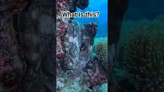 what is this?
