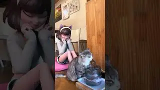 A cutie cat drinking water😻Play with me too💕나랑도 놀아줘😹 #lechat #tiktok #르샤 #shorts