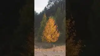 по дороге на Аршан, осенью сногсшибательные виды🔥 
