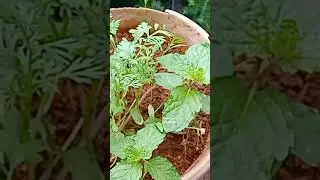 Guess the plant 🪴 #shorts #youtubeshorts #ebenezertutorials