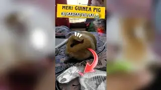 Guinea Pig Neck Injury. Guinea Pig neck problem and Treatment #part1