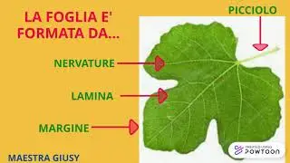 LE PARTI DELLE PIANTE: LE FOGLIE