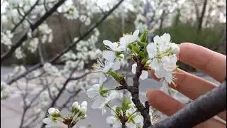 Алматы | Көктем
