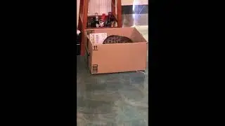 Beau gets his own box