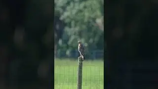 Red shouldered hawk in the blistering heat! Taking flight #wildlife #sony200600 #sonyalpha  #hawk