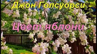 ЦВЕТ ЯБЛОНИ. Джон Голсуорси .