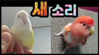 앵무새,모란앵무,새소리