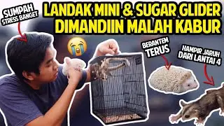 MANDIIN LADAK MINI SAMA SUGAR GLIDER! EH MALAHAN KABUR! HAMPIR JATUH ADRI LANTAI 4!