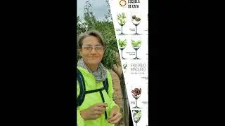 Entrenando aroma almendra verde