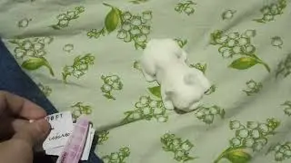 {~новая сквиш собачка! Девочка или мальчик? ~}🌻🌸🌼