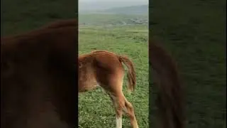 Пришел к своим лошадям. 310 