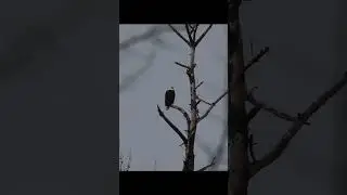 Photographing Bald Eagle
