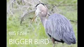 Spring Migration Wrapping up