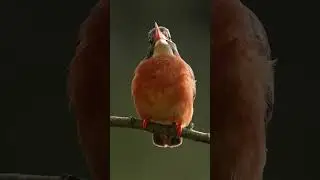 The sound of a kingfisher's call