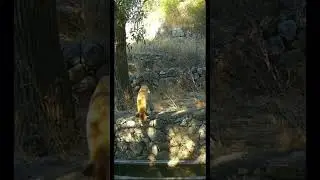 Erzincan Kemaliye’de tilki görüntülendi 🦊