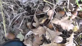 В осеннем лесу.  Собираю желуди