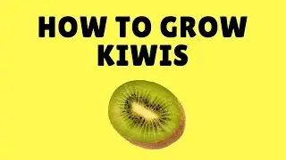 How to Grow Kiwis From Seed Easily