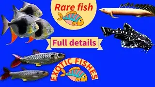 Exotics: most stunning species for your aquarium Small aquarium fish: The best choices for beginners