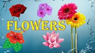 Flower Names For Children | Flower Names For Toddlers | Flower Names For Kids in English | Flowers