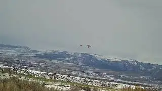 Sharp-tailed Grouse Huge Lead