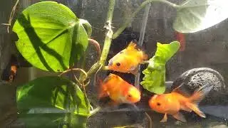 ikan koki #ikanhias