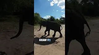 BOTSWANA ELEPHANTS
