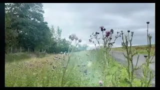 Field of Thistles
