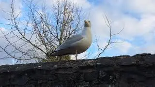 Sea gull on wall