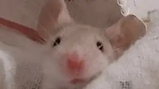 EVEN MICE DESERVE A CHANCE AT A GOOD LIFE