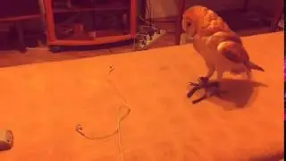Сова Фидель! Сипуха! Сова играет с наушниками!