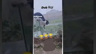 CAT Want fish pedicure 😻😁 #shorts #shortvideos #meme