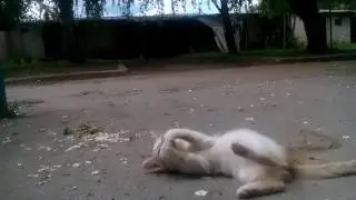 Котенок ест жука)) Прикол)