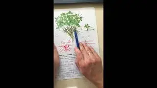 Почему клубника мелкая и ее мало (серия 5)