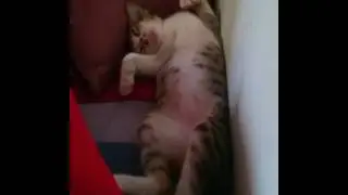 Phatty twitching in his sleep