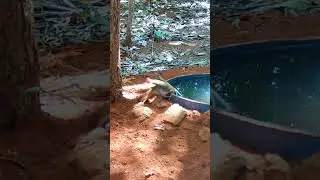 arapaçu de cerrado