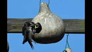 Wilmington NC Region Bird Photography May   June 2021
