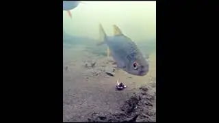 Наиболее распространённые и уловистые мормышки