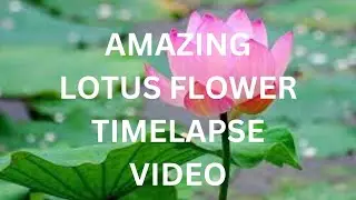 Timelapse Life Cycle Of Lotus Flowers In A Pond  #timelapse#flowers#time