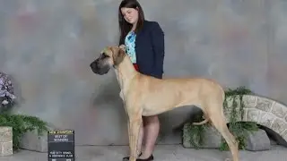 The story of a woman and her first show dog - with Eric Salas