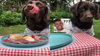 拥有一只屡教不改的偷吃狗是一种怎样的体验 快手 chocolate Labrador ASMR Food