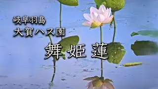 岐阜羽島 大賀ハス園 舞姫蓮