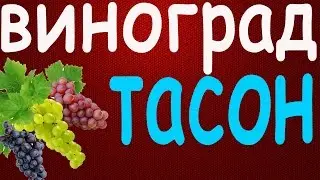 Виноград Тасон