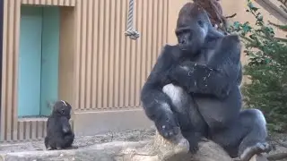 Gorilla⭐️Genki brings back Kintaro who is about to go to Momotaro's side.【Momotaro family】