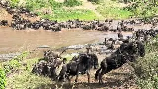 Wildebeest migration arrived Maasai mara