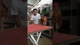 Malaysian Serama #seramachicken #serama